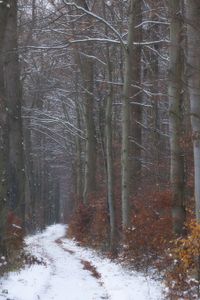 Winter im Sch&uuml;tzenwald