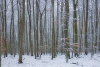 Winter im Sch&uuml;tzenwald