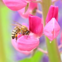 Biene nascht an der Lupinenbl&uuml;te