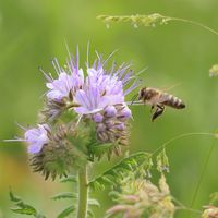 Bienenschmaus in der Blumenwiese