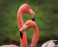 Flamingos in einem Park